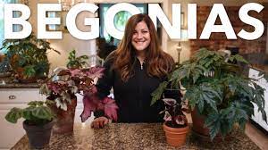 We did not find results for: Indoor Begonia Care Guide Garden Answer Youtube