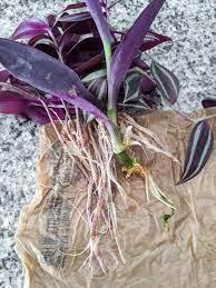 Pin On Botanicals