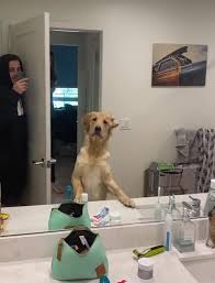 People Are Loving This Golden Retriever S Confused Reaction To Finding His Owner In The Mirror During Hide And Seek Bored Panda