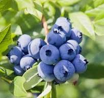 Blueberry Bushes for Sale - Buying & Growing Guide - Trees.com