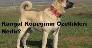 Kangal Kopeginin Ozellikleri Nedir