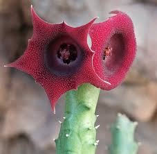 Image result for Huernia longituba
