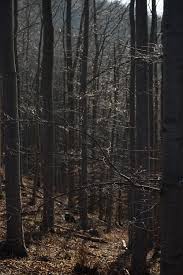 Find over 100+ of the best free forest aesthetic images. Snappygoat Com Free Public Domain Images Snappygoat Com Branches Forest Aesthetic 318344 Jpg