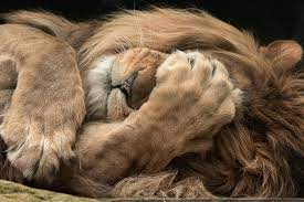 Sleeping Lion Tumblr Noys86feap1t1cy7no1 500 Cats Animals Animals Beautiful