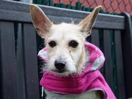 safe 1 04 19 hailey is at risk of euthanasia and needs placement please c euthanasia hailey needs placement in 2020 animals my animal animal pictures