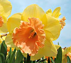 Narcissus Lorikeet Delicate And Fresh This Selection Reminds Us That Spring Flowers Can Be Demure As Well As White Flower Farm Flowers Spring Flowering Bulbs
