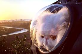 A snap hook inside can attach to. 5 Best Cat Backpack Carriers For Travel Traveling With Your Cat