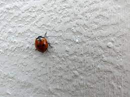First off, calm down because ladybugs (also known as lady beetles) will not harm your house. How To Get Rid Of Ladybugs This Old House