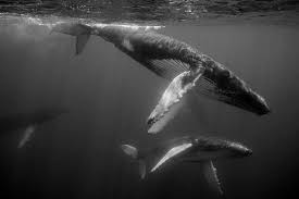 Black and white whale photography. Ace Gallery To Host Dancing With Whales Bernews
