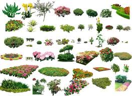Landscape Plants Shrubs Collection Architectural Resources Photoshop Landscape Landscape Design Landscaping Plants