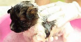 Often, baby shampoo is the perfect alternative to dog shampoo, especially if your pup has sensitive skin. Can I Bathe A Puppy With Baby Shampoo V1 Lenze Com Tr