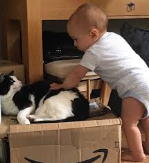 My kitten who is around 6 months old hides under furniture and out of no where jumps on my leg and hugs it and runs away. Cats Babies How To Introduce Them Avoid Risks Tuxedo Cat