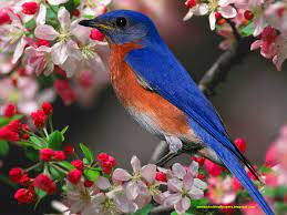 Choose from hundreds of free desktop wallpapers. Bird Wallpapers For Desktop Wallpaper Cave