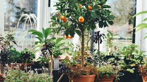 It is also one of the most popular in the list of feng shui plants. Best Feng Shui Plants For The Home