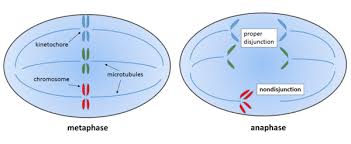 Nondisjunction Wikipedia