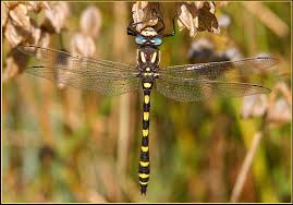 Black And Yellow Dragonfly California Pacific Spiketail
