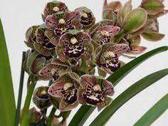 Cymbidium Cricket Flour Best Flower Wallpaper