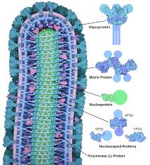 Virus disegno / corona virus disegno da colorare per bambini. File 178 Ebolavirusproteins Ebolaproteins Png Wikipedia