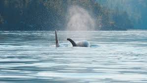 Orca Hd Wallpapers