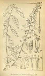 Image result for Osyridicarpos schimperianus