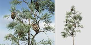 We did not find results for: Eastern White Pine Seedling Speedtree