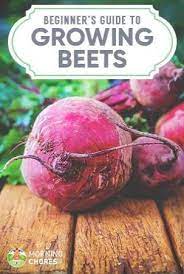 Gardening Tips Nz These Organic Gardening Tips In Tamil Some Gardening Tips Pruning Where Gardening Tips In Hindi Pdf Bio Gemuse Rote Beete Gemuse Anbauen