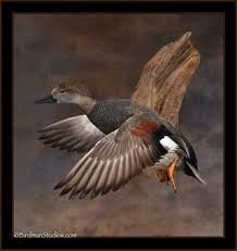 Bird Taxidermy Waterfowl And Duck Mount Gallery Bird Taxidermy Taxidermy Duck Mount