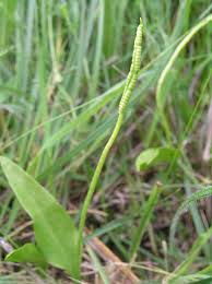 Image result for Ophioglossum vulgatum