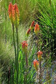 Image result for Chironia laxiflora