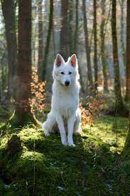 white german shepherd germanshepherd weisser schaferhund schaferhunde hunde
