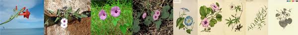 Image result for Ipomoea prismatosyphon