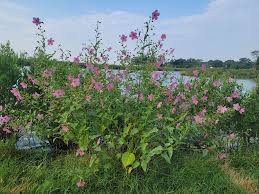 Image result for Kosteletzkya grantii