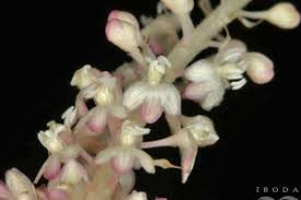 Image result for Hilleria