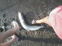 Jika anda mengalami mimpi memancing di sungai, itu berarti anda akan segera mendapatkan kebahagiaan atau kesenangan dan juga. Mimpi Tentang Ikan Hidup Dan Mati Ikan Mati Hidup