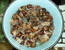 Los caracoles son un plato muy típico de la tradición gastronómica española. Como Recolectar Purgar Y Cocinar Caracoles