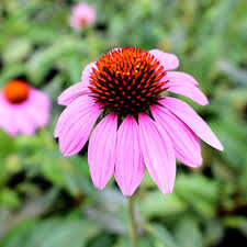Image result for Echinacea purpurea `Magnus`