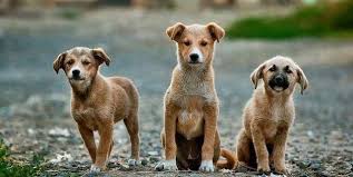 Jun 27, 2021 · maranello: Musim Kawin Anjing Rawan Menggigit Pemerintah Kota Palangka Raya