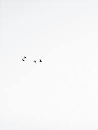Birds Flying In The Sky Png Old Man Sea White Aesthetic Gray Aesthetic Minimal Photography