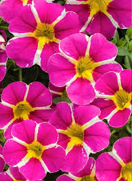 Image result for foto Million Bells