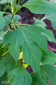 Image result for Tithonia diversifolia