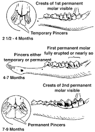 Matter Of Fact Deer Aging Chart With Teeth Aging Deer Teeth