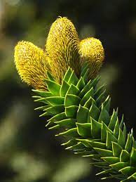 Monkey Puzzle Tree By George Kirk On Deviantart Trees To Plant Monkey Puzzle Tree Ornamental Plants
