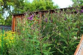Image result for Vernonia zanzibarensis