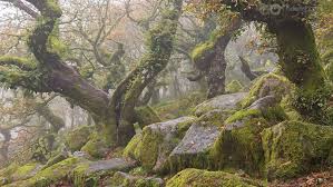 Wistman S Wood Fantasy Landscape Landscape Scenery Beautiful Nature