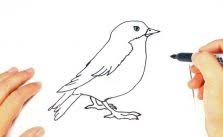 Gambar burung dinding terbang dekorasi seni sketsa gambar kumpulan gambar burung merak cantik terbaru gambarbinatangcom via gambarbinatang.com. Kumpulan Sketsa Gambar Burung Elang Hantu Merpati Merak