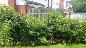 Help 800.325.4180 live chat why shop with us my account. Willamette Thornless Marion Thornless Marionberry Looking For A Source General Fruit Growing Growing Fruit