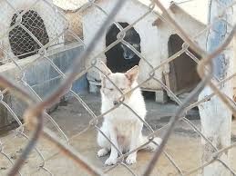 ^ a b portal maps.google.com. Cainii FÄƒrÄƒ StÄƒpan RezervaÈ›i O ProblemÄƒ Pentru Salubritas