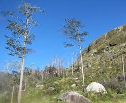 Image result for Erica benguelensis