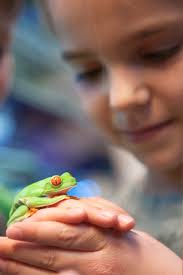 A Nature Walk With: Millie's Frog Blog