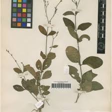 Image result for Gymnosporia arbutifolia